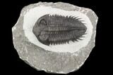 Coltraneia Trilobite Fossil - Huge Faceted Eyes #125233-1